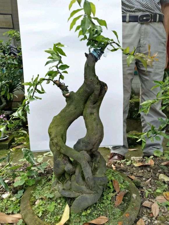 金蛋子下山桩有市场前景吗 大家来谈谈