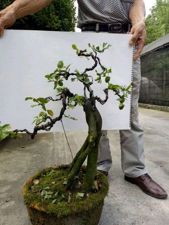 金蛋子下山桩有市场前景吗 大家来谈谈