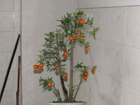 金蛋子下山桩有市场前景吗 大家来谈谈