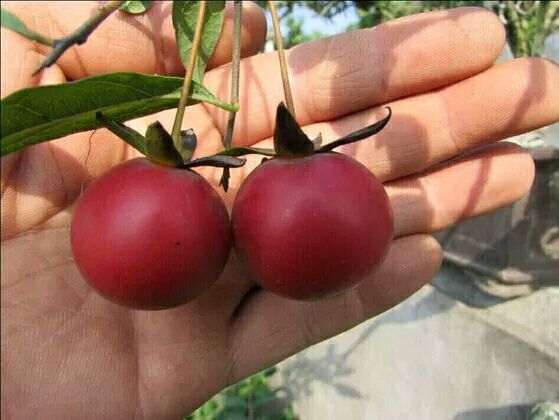 金蛋子下山桩有市场前景吗 大家来谈谈