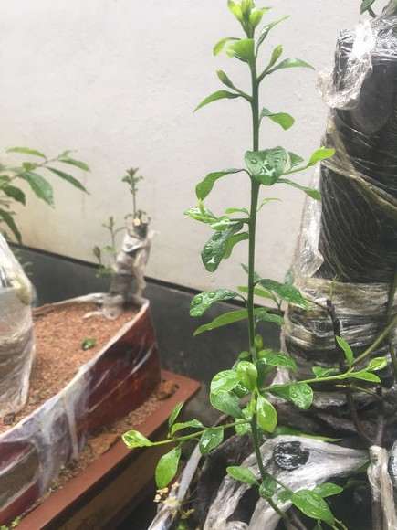 金蛋子下山桩发芽直接发侧枝长根了吗
