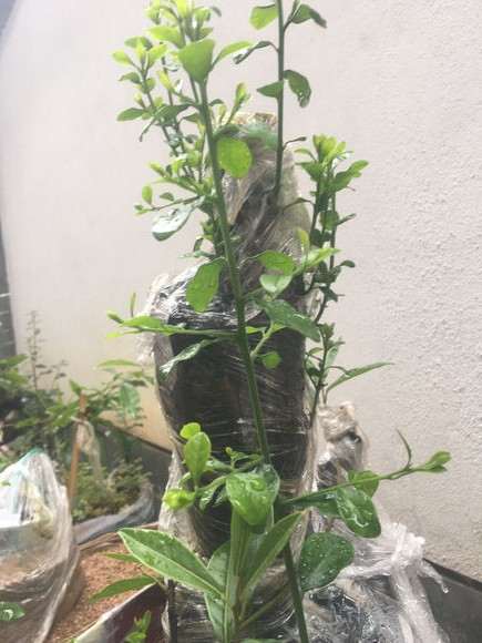 金蛋子下山桩发芽直接发侧枝长根了吗