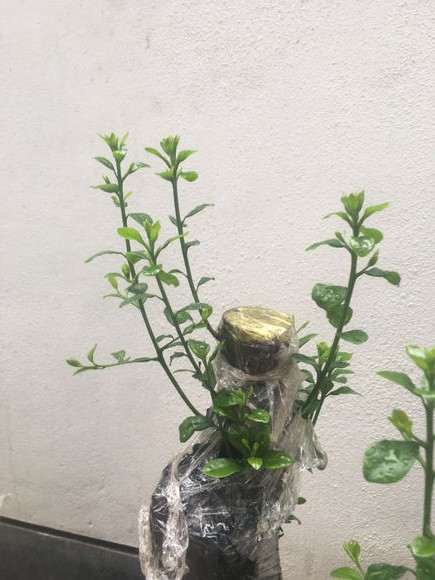 金蛋子下山桩发芽直接发侧枝长根了吗