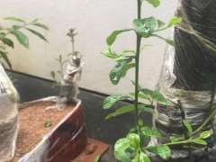 金蛋子下山桩发芽直接发侧枝长根了吗