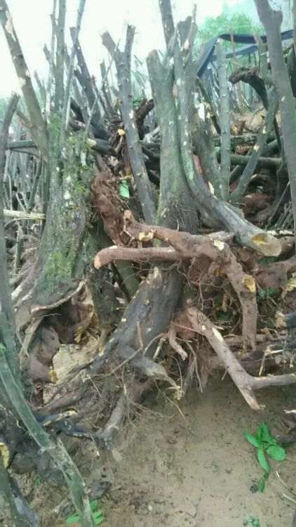 你们最近还在收金蛋子下山桩没