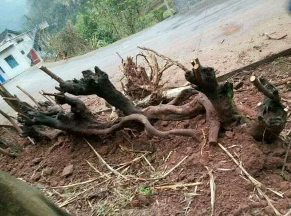 你们最近还在收金蛋子下山桩没