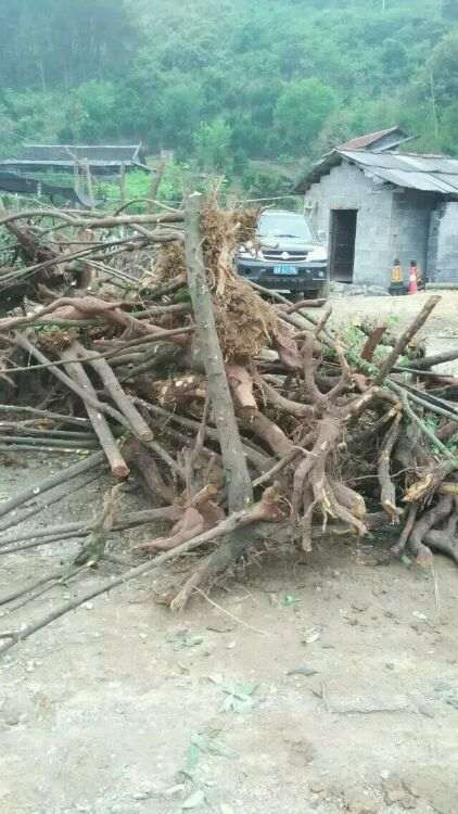 你们最近还在收金蛋子下山桩没