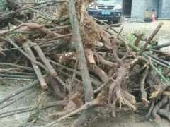 你们最近还在收金蛋子下山桩没