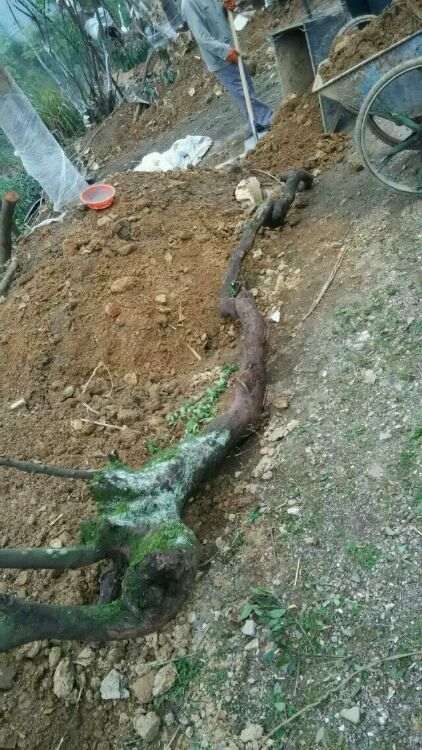 乔木和灌木金蛋子下山桩怎么区别 图片