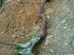 乔木和灌木金蛋子下山桩怎么区别 图片