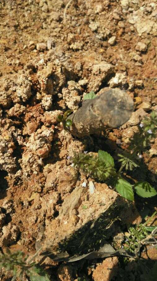 金蛋子下山桩容易栽吗 用什么方法 图片