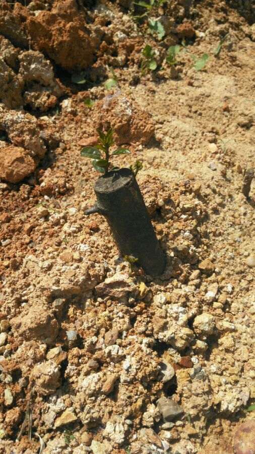 金蛋子下山桩容易栽吗 用什么方法 图片