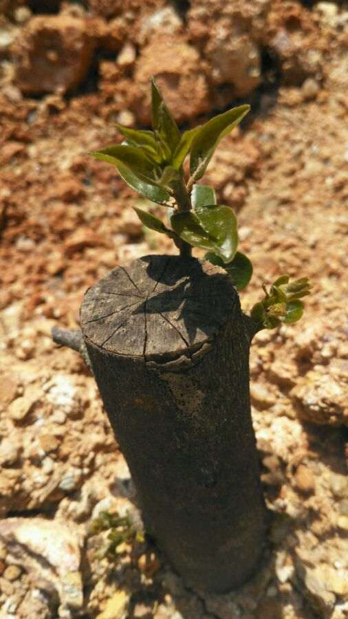 金蛋子下山桩容易栽吗 用什么方法 图片