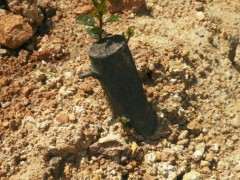 金蛋子下山桩容易栽吗 用什么方法 图片