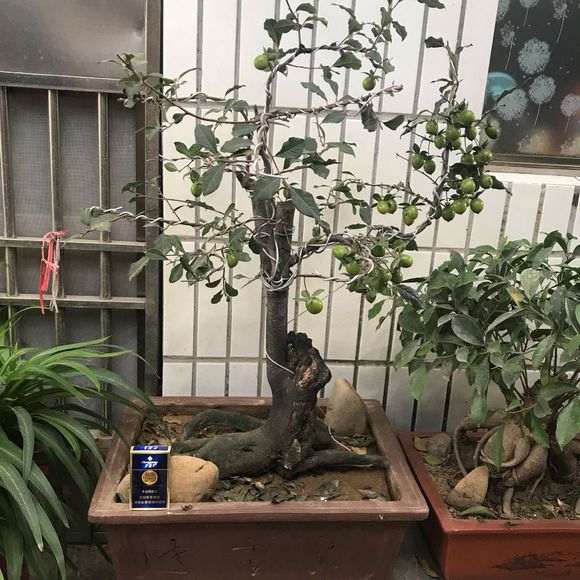 这棵金蛋子下山桩500价格