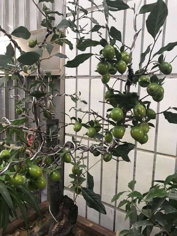 这棵金蛋子下山桩500价格