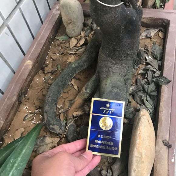 这棵金蛋子下山桩500价格