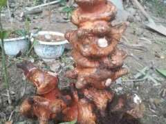 去挖金蛋子下山桩 挖到这货 有谁认识