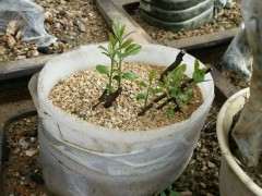 为什么我的金蛋子下山桩不结果 图片