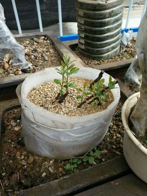 金蛋子下山桩发芽了 可以吗 图片