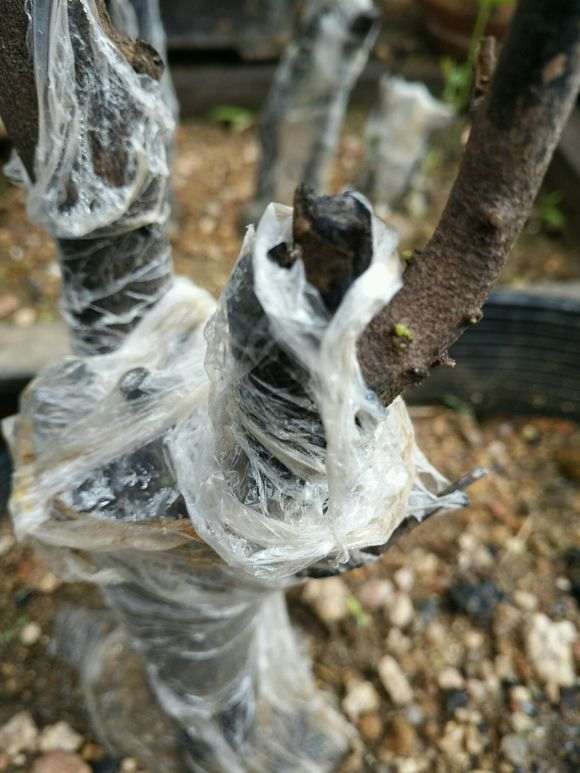 金蛋子下山桩发芽了 可以吗 图片