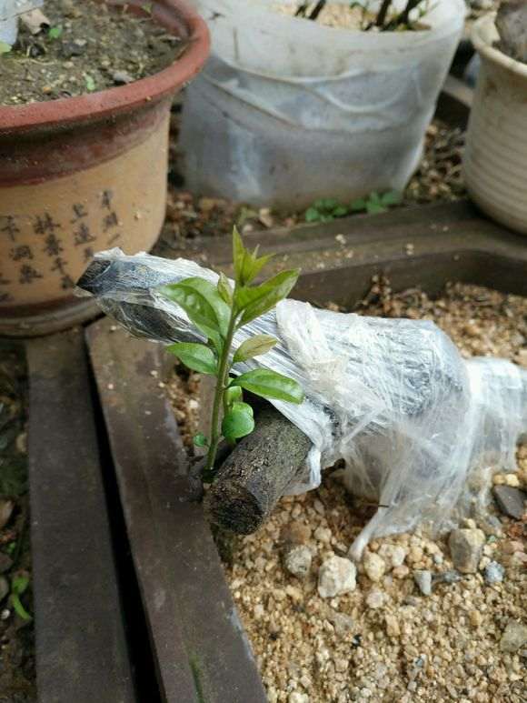 金蛋子下山桩发芽了 可以吗 图片