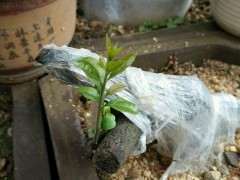 金蛋子下山桩发芽了 可以吗 图片