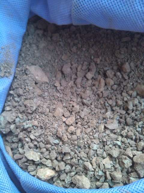 金蛋子下山桩栽培最好成活