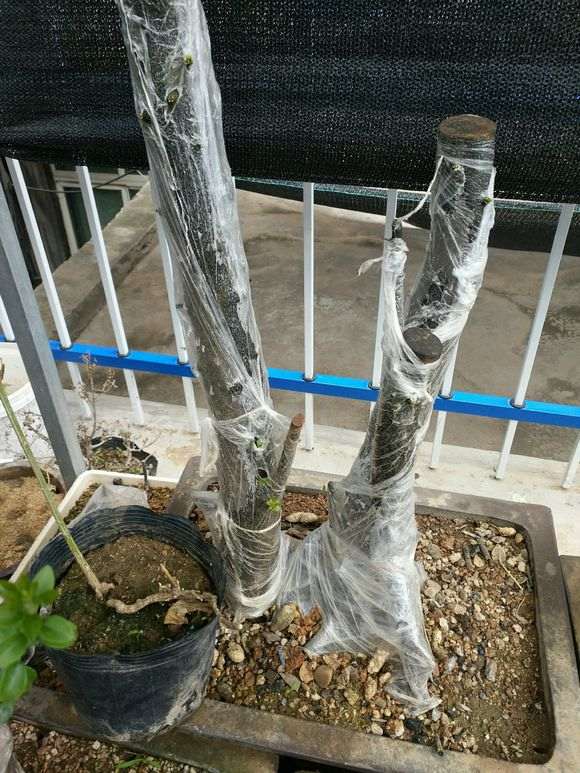 金蛋子下山桩栽培最好成活