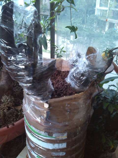 金蛋子下山桩栽培最好成活
