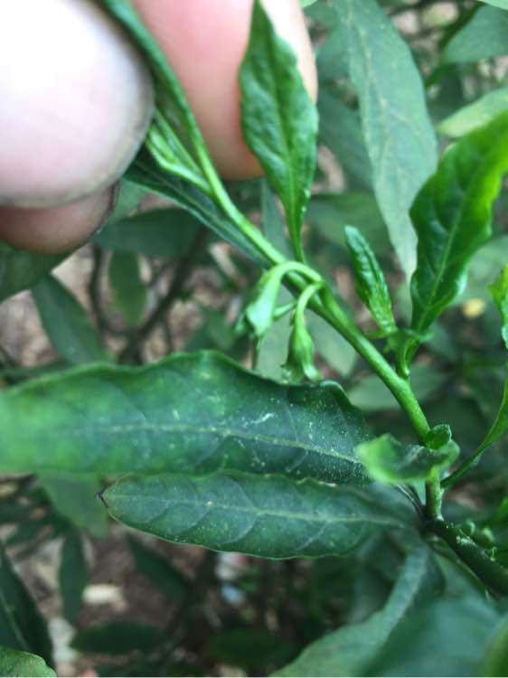 这是金蛋子下山桩吗 帮忙看看 图片