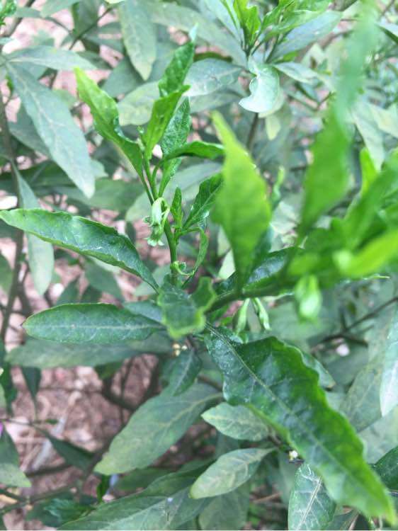 这是金蛋子下山桩吗 帮忙看看 图片