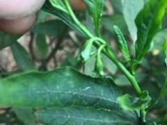 这是金蛋子下山桩吗 帮忙看看 图片