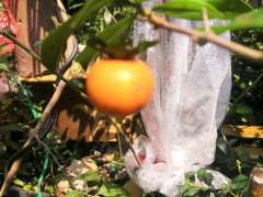 金蛋子下山桩的种子来几斤 哪里可以买