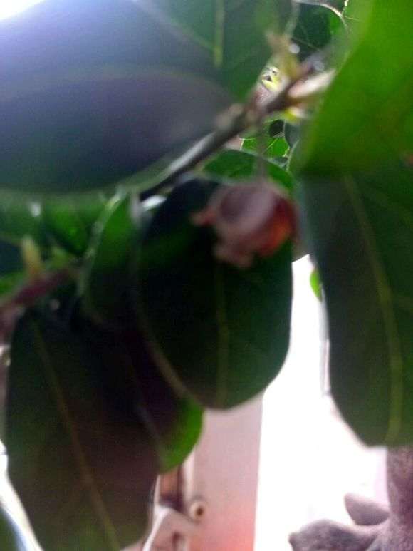 金蛋子下山桩开花后 