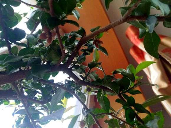 金蛋子下山桩开花后 