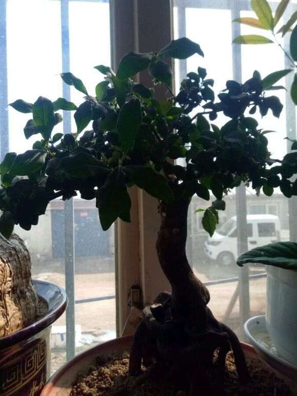 金蛋子下山桩开花后 