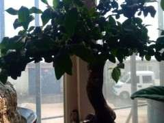 金蛋子下山桩开花后 不挂果怎么办 图片