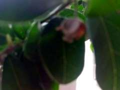 金蛋子下山桩幼苗什么季节造型好