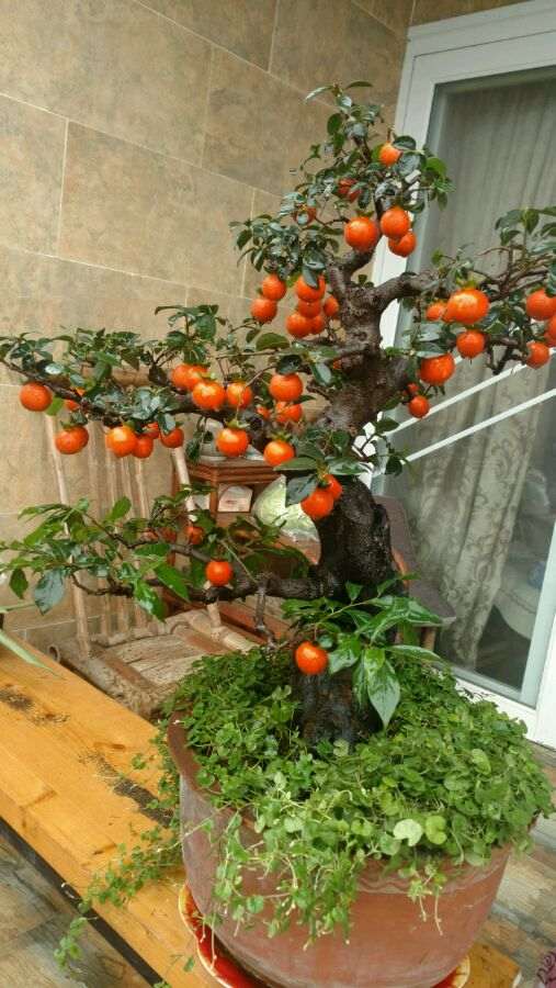 修剪一下金蛋子下山桩