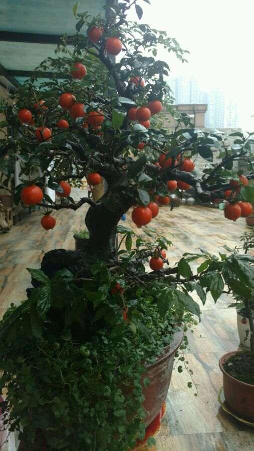 修剪一下金蛋子下山桩