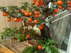 冬至没事 修剪一下金蛋子下山桩 图片