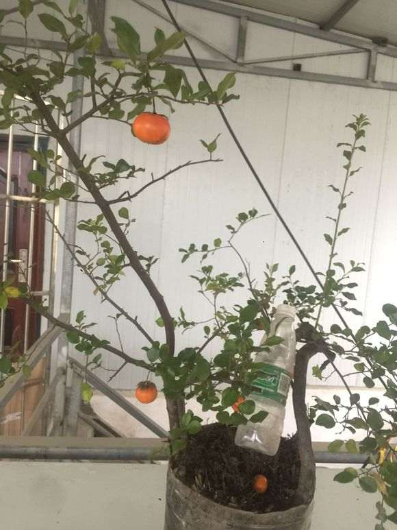 金蛋子下山桩怎么不用授粉 就能挂果