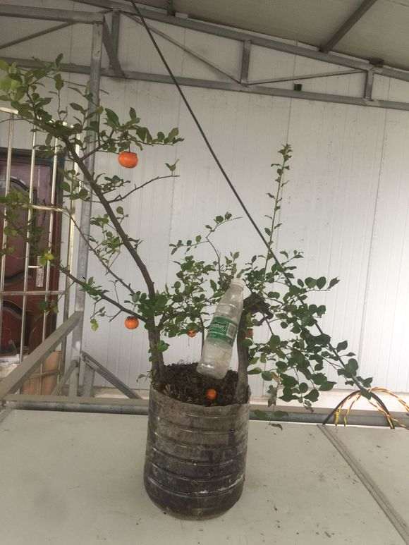 金蛋子下山桩怎么不用授粉 就能挂果