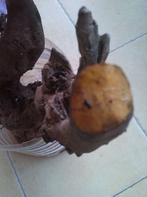 金蛋子下山桩怎么不用授粉 就能挂果