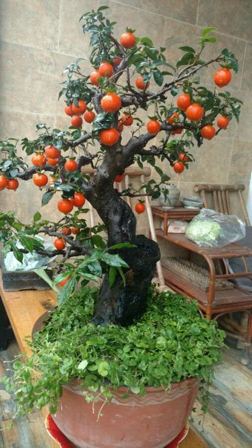 金蛋子下山桩怎么不用授粉 就能挂果