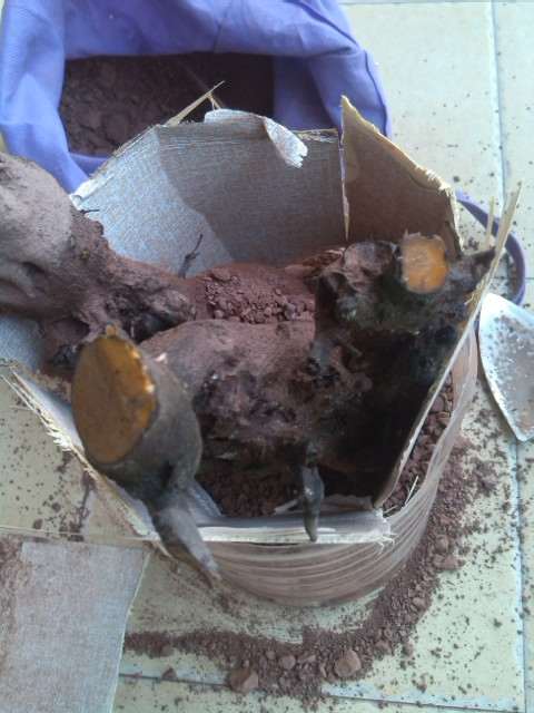 金蛋子下山桩怎么不用授粉 就能挂果