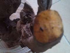 金蛋子下山桩怎么不用授粉 就能挂果