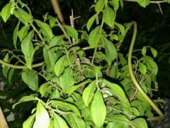 金蛋子下山桩叶子下垂 根部出了什么问题