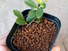 怎么扦插金蛋子下山桩最好成活 图片